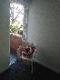 Abbeville Apartments - Accommodation Daintree 5