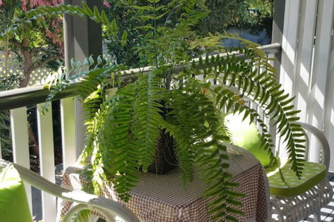 Elindale House Bed & Breakfast - Accommodation Daintree 4
