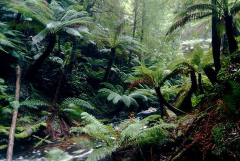 Corinna Wilderness Experience - Accommodation Daintree 2