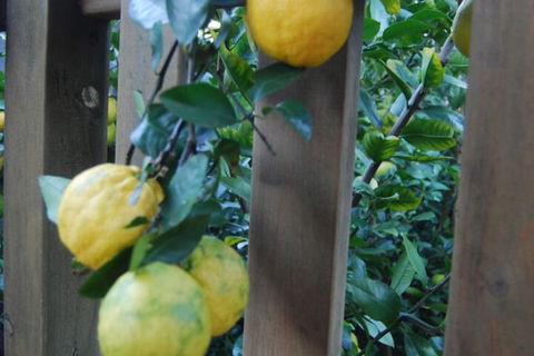 Highclaire House Bed & Breakfast - Accommodation Daintree 1