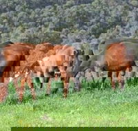 Hill Top Country Guest House