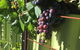 Bed & Breakfast In Perth - thumb 2