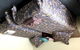 Bed & Breakfast In Perth - thumb 4