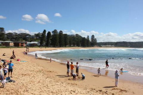 Avoca Beach Cape Cottage - Accommodation Daintree 0