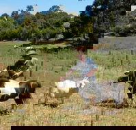 Country Cottages of Bridgetown