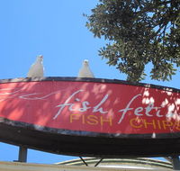Fish Fetish - Accommodation Daintree