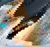 Foster's Bakery - Accommodation Daintree