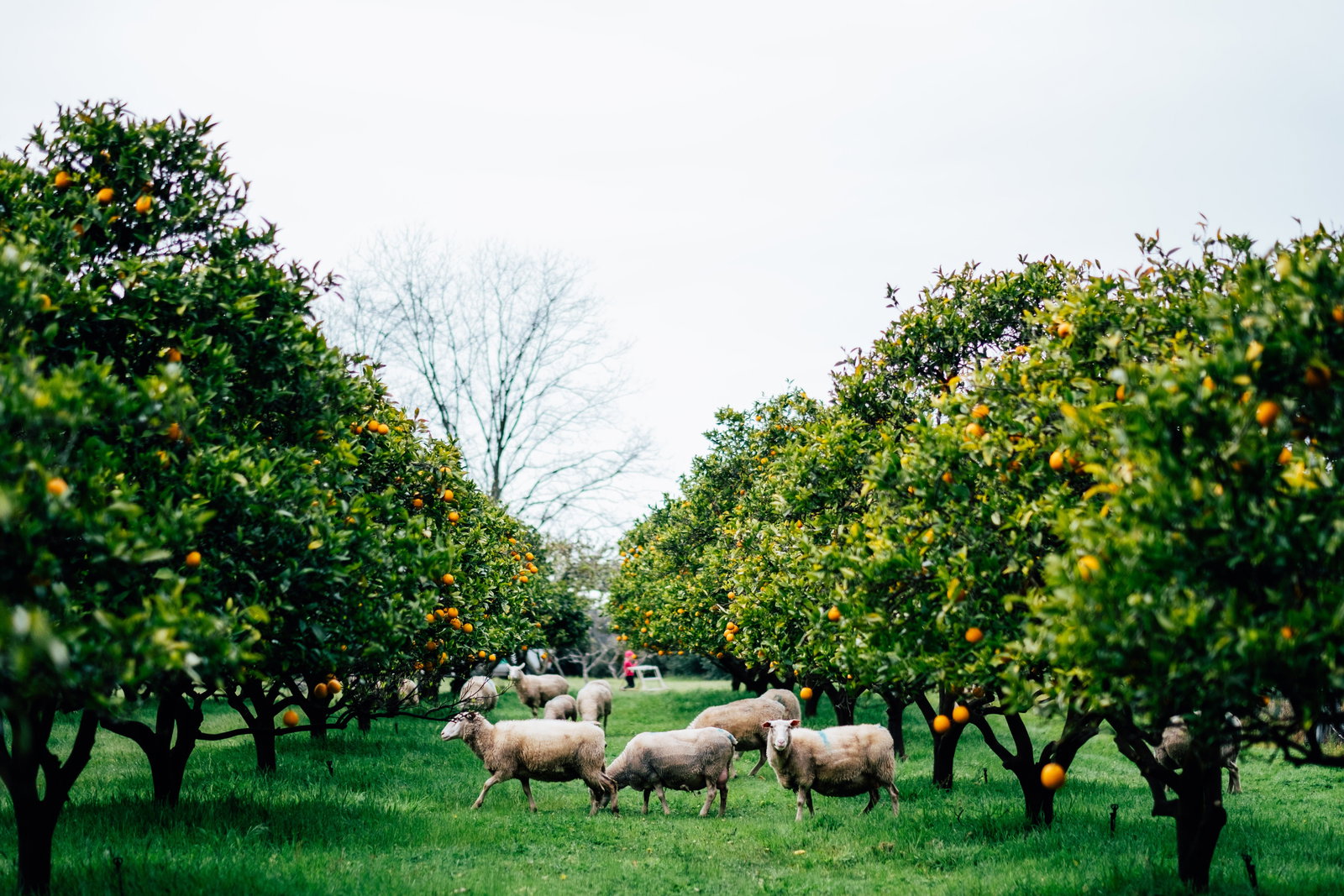 Scott River East WA Accommodation Daintree