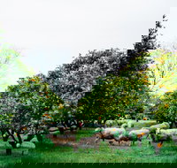 Cambray Cheese Farm Shop - Accommodation Daintree