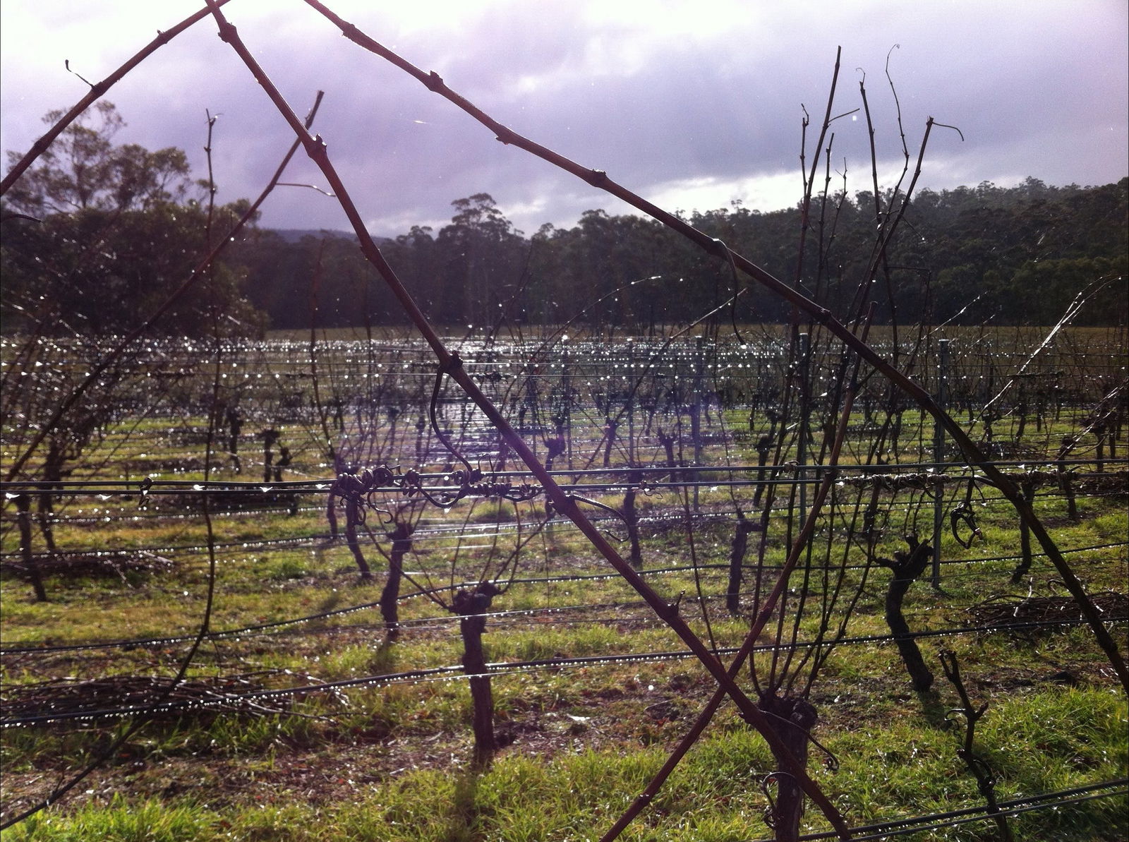 Orford TAS Accommodation Daintree