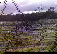 Darlington Vineyard - Accommodation Daintree