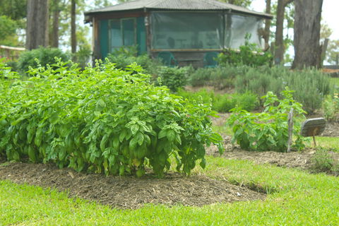 Hillview Herb Farm - Accommodation Daintree 2