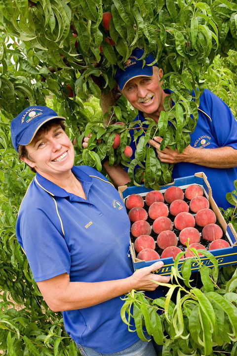 Willayoung Orchard - Accommodation Daintree 0