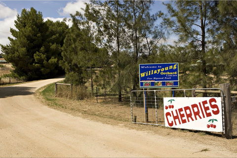 Willayoung Orchard - Accommodation Daintree 1
