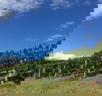 Freycinet Vineyard - Accommodation Daintree