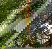 Velvet  Willow - Accommodation Daintree