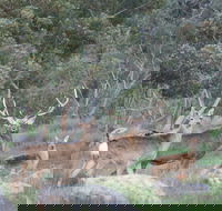 Hahndorf Venison - Accommodation Daintree