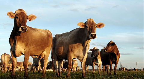 Hunter Belle Cheese - Accommodation Daintree 1