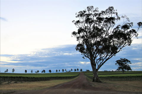 Two Rivers Wines - Accommodation Daintree 1