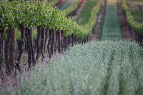 Two Rivers Wines - Accommodation Daintree 2