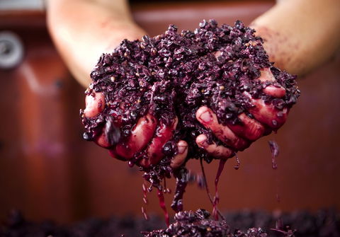 Punt Road Winery - Accommodation Daintree 0