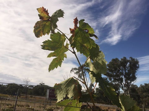 Banca Ridge Cellar Door And Vineyard - Accommodation Daintree 0