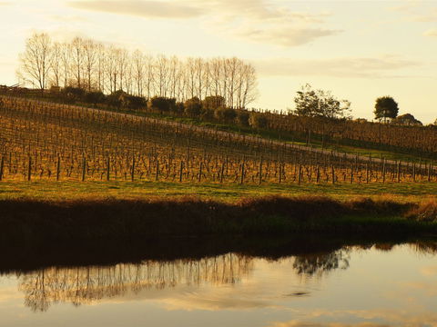 Brook Eden Vineyard - Accommodation Daintree 1