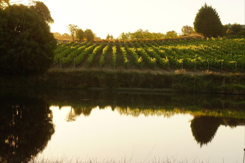 Brook Eden Vineyard - Accommodation Daintree 2