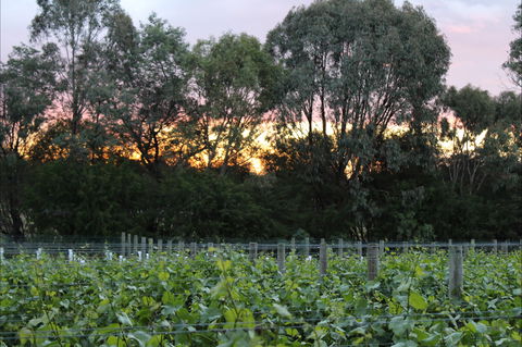 Haldon Estate Wines - Accommodation Daintree 2