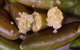 Sandy Creek Olives And Finger Limes - thumb 0