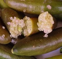 Sandy Creek Olives and Finger Limes - Accommodation Daintree
