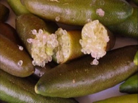 Sandy Creek Olives And Finger Limes - Accommodation Daintree 0