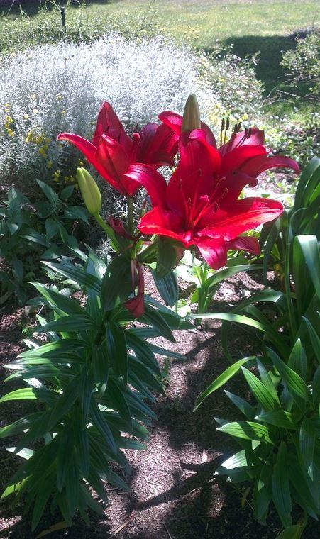 Bluebush Cafe - Accommodation Daintree 10