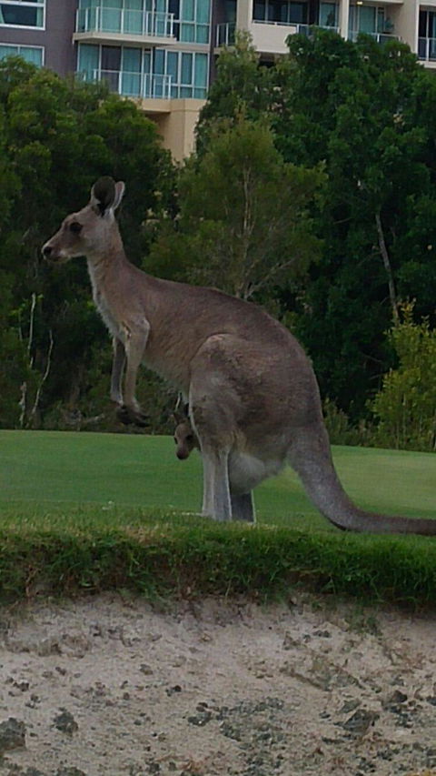 T On Course - Accommodation Daintree 6