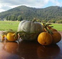Mount Gnomon Farm - Accommodation Daintree