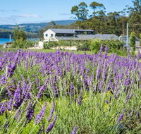 Port Arthur Lavender - Accommodation Daintree