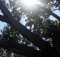The Season Tree - Accommodation Daintree