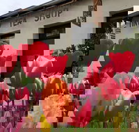 Tiny Tea Shop - Accommodation Daintree