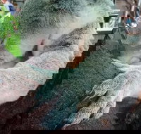 Champagne Bush Tucker Breakfast with the Koalas - Accommodation Daintree