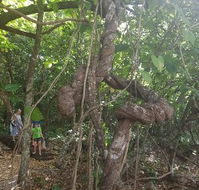 Foxy's Bar - Accommodation Daintree