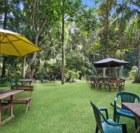Rainforest - Accommodation Daintree