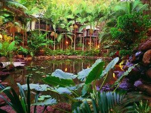 Daintree Eco Lodge & Spa - Accommodation Daintree 0