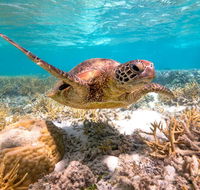 Heron Island Resort - Accommodation Daintree