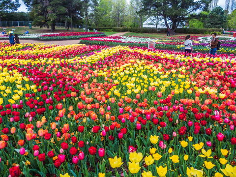 ALLARA CANBERRA - Accommodation Daintree 16