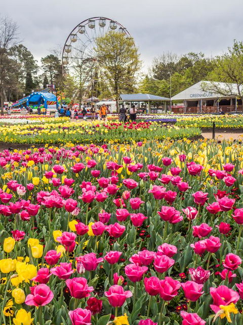 ALLARA CANBERRA - Accommodation Daintree 15