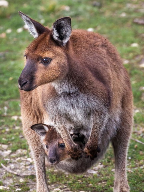 Mercure Kangaroo Island Lodge - Accommodation Daintree 38