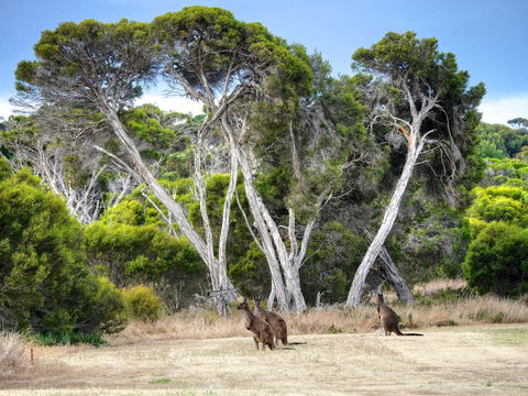 Mercure Kangaroo Island Lodge - Accommodation Daintree 33