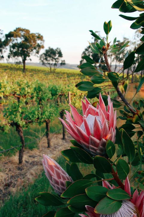 Lost In The Vines - Accommodation Daintree 14