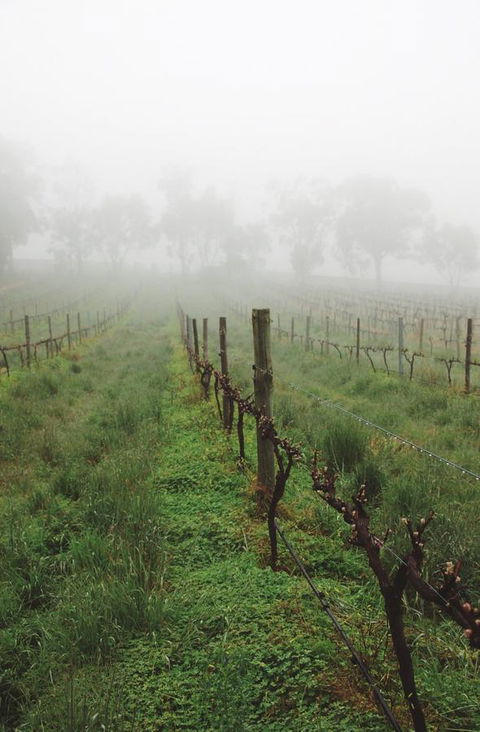 Lost In The Vines - Accommodation Daintree 15
