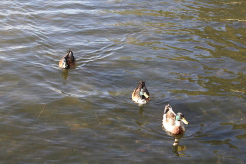Serenity On Narrabeen Beach - 1Bdr Beachside Retreat - Accommodation Daintree 15
